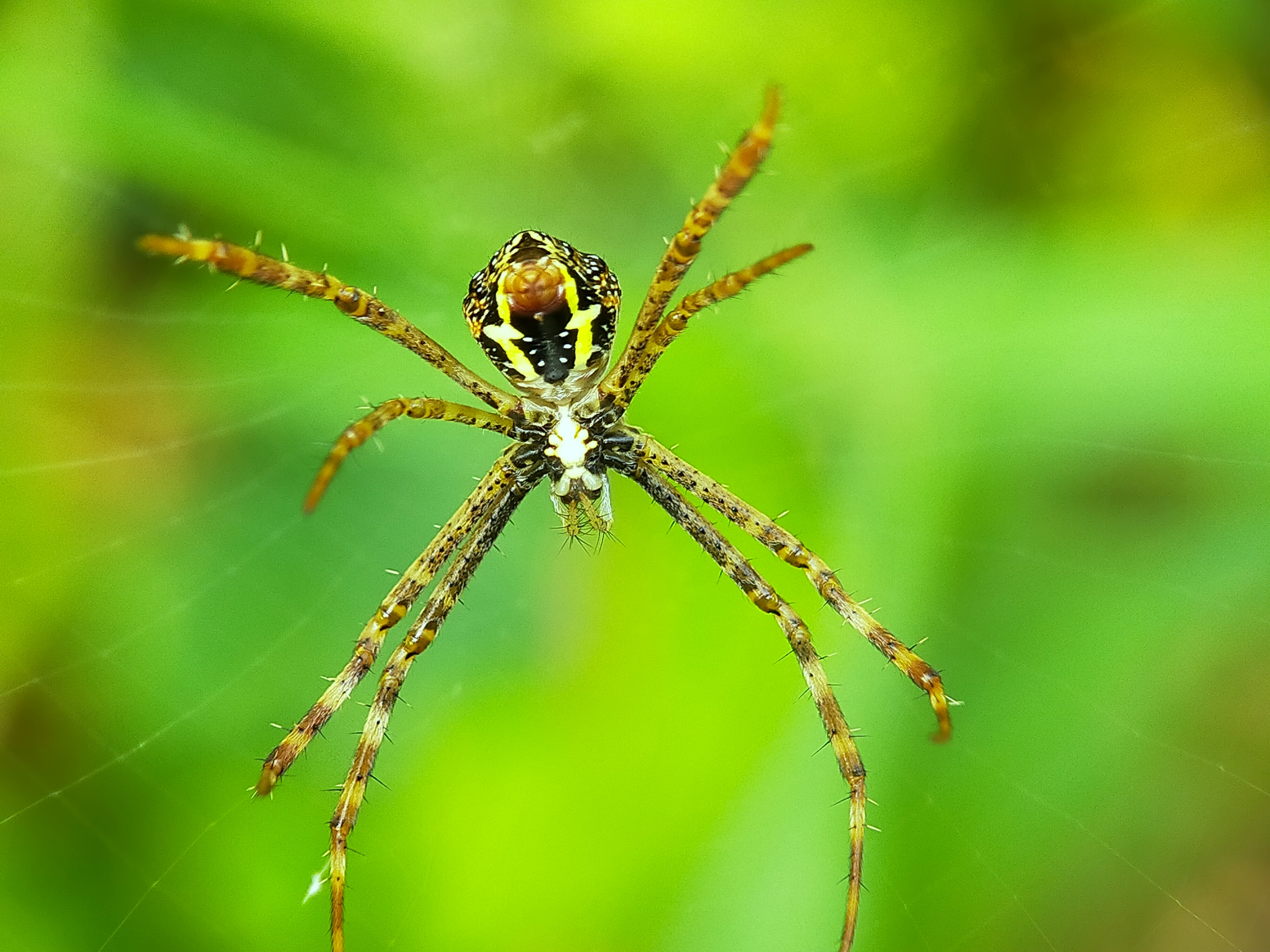 Spider (27).jpg