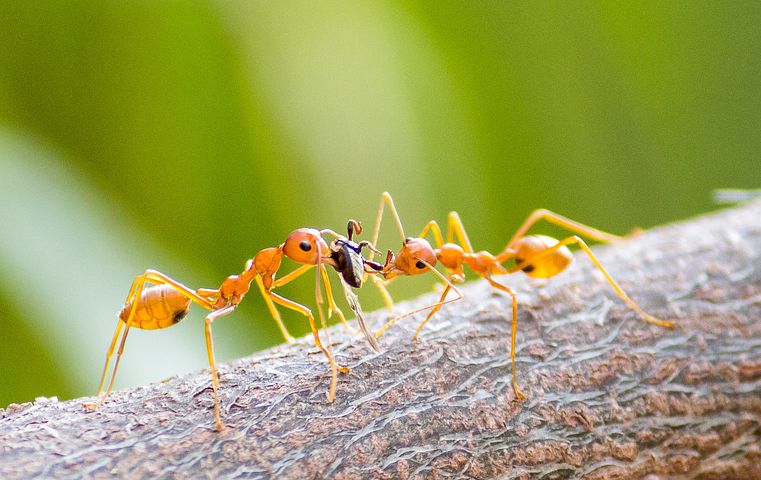 fire-ants-7262312__480.jpg