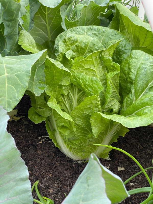 https://images.hive.blog/DQmPoGyRZ8AAGANnUvq4EUVZJe1sPnQQXAGVotTSDWaa3VU/hivegarden-vegetables-cabbage.jpg