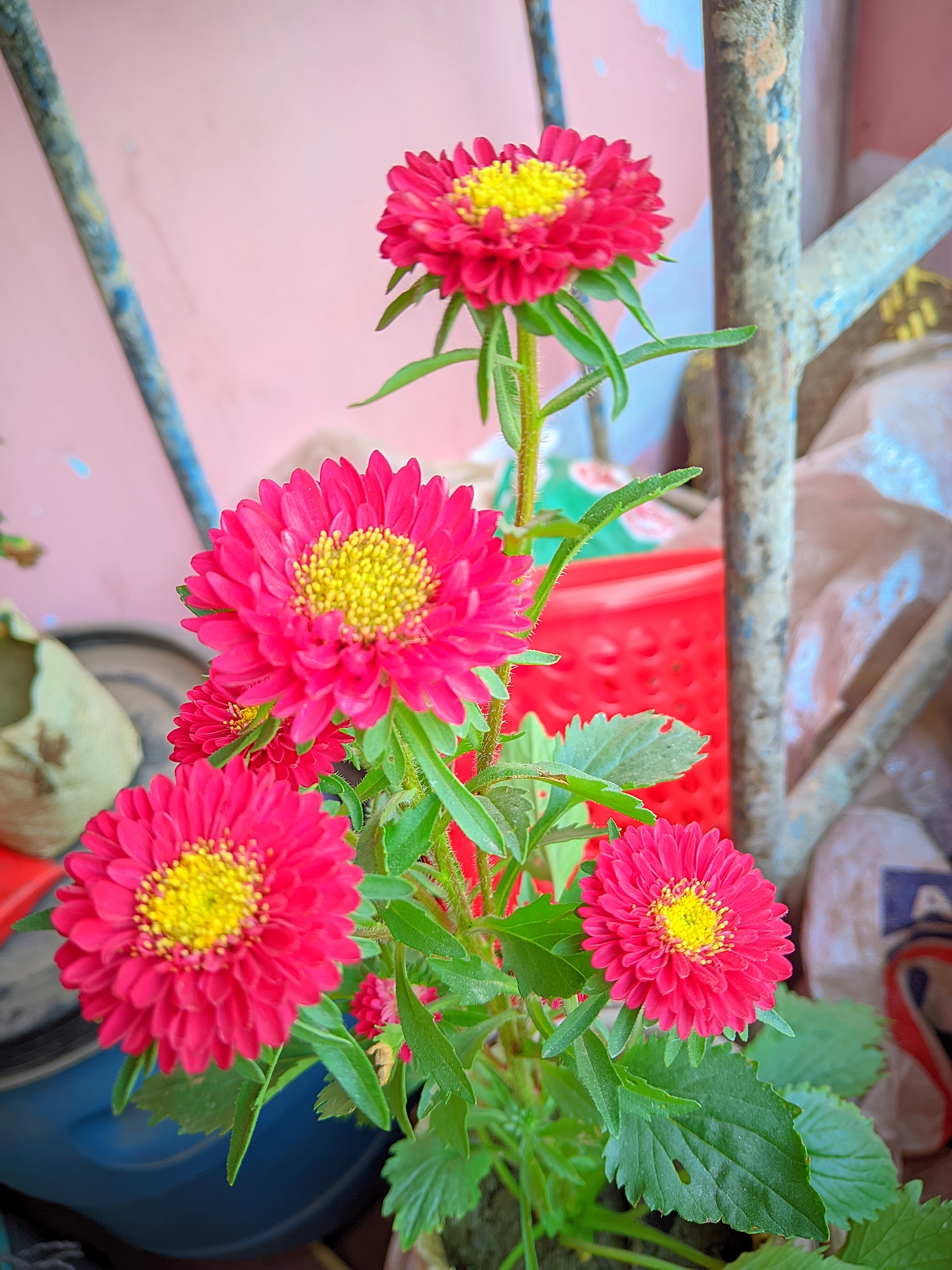 LMC_20250129_140945_🌈Color boost by Riyan .jpg