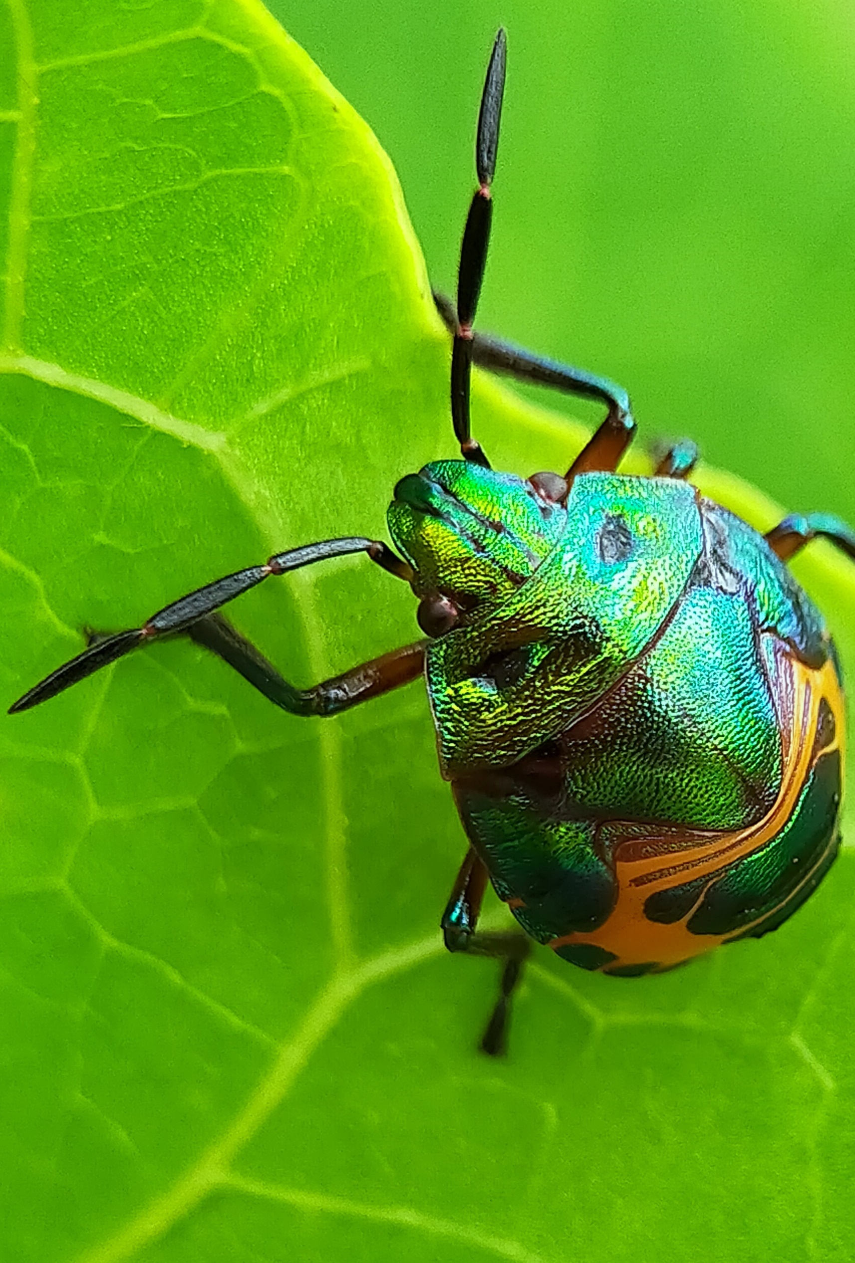 Jewel bugs (32).jpg