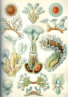 240px-Haeckel_Bryozoa.jpg