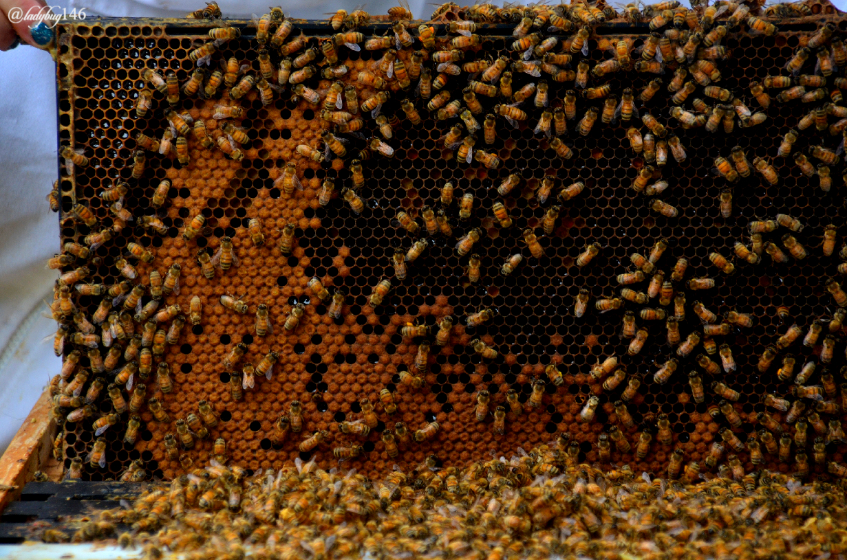 beehive.jpg