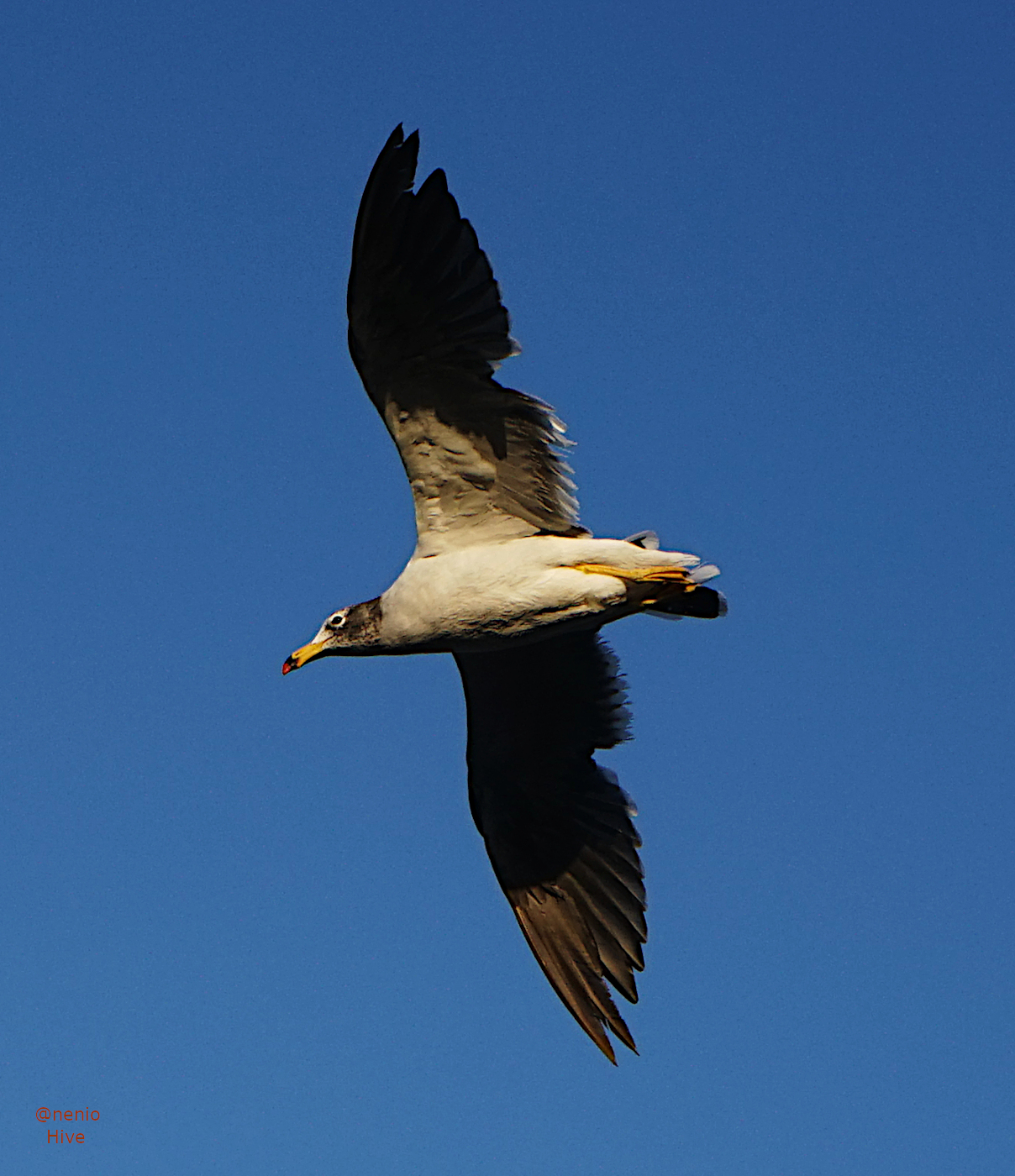 flying-seagull-002.jpg