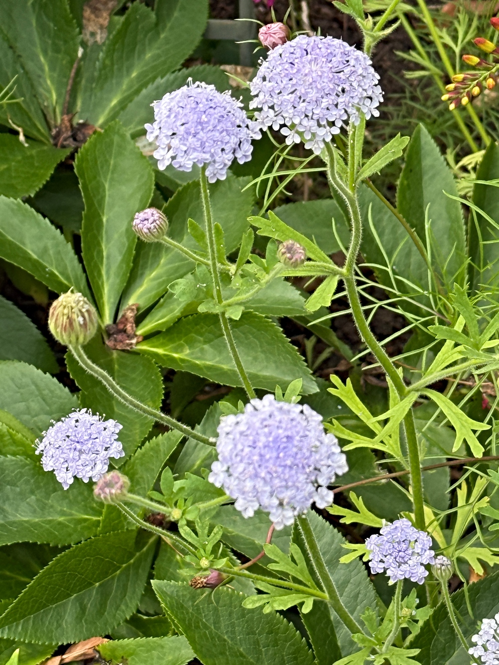 hivegarden-blue-star-flower.jpg