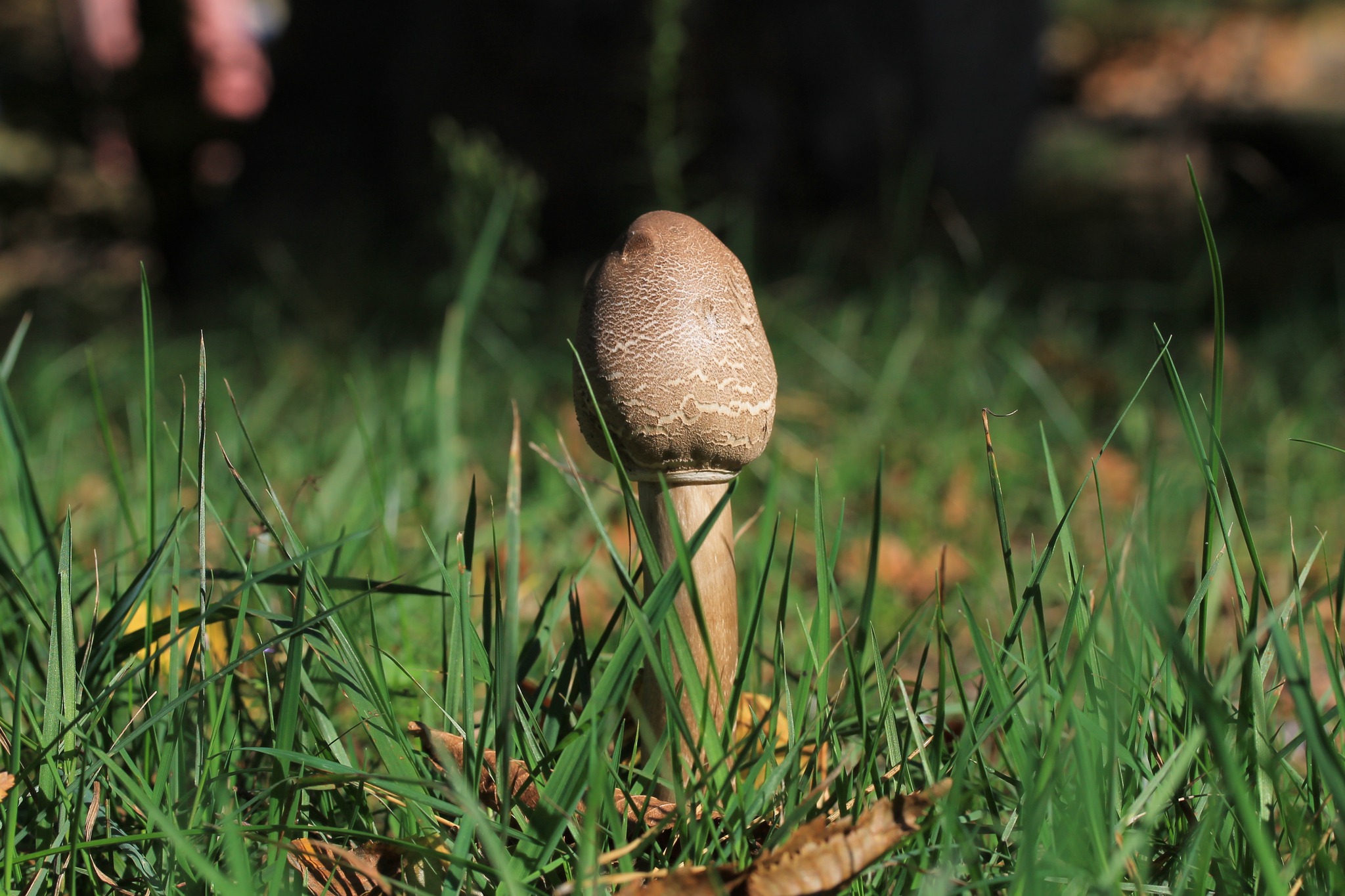 EAB6451E-1484-45B8-B815-B909399EE6EA.jpeg