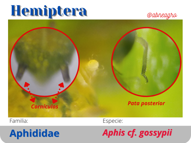 @abneagro(4).png