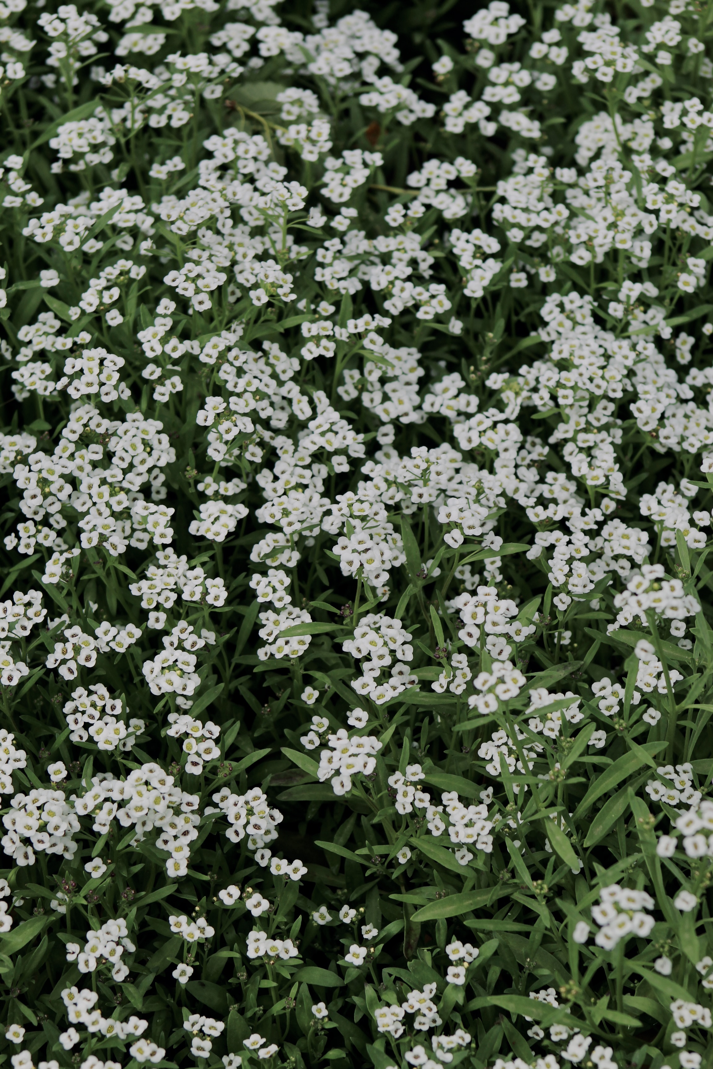 IMG_3330.jpeg