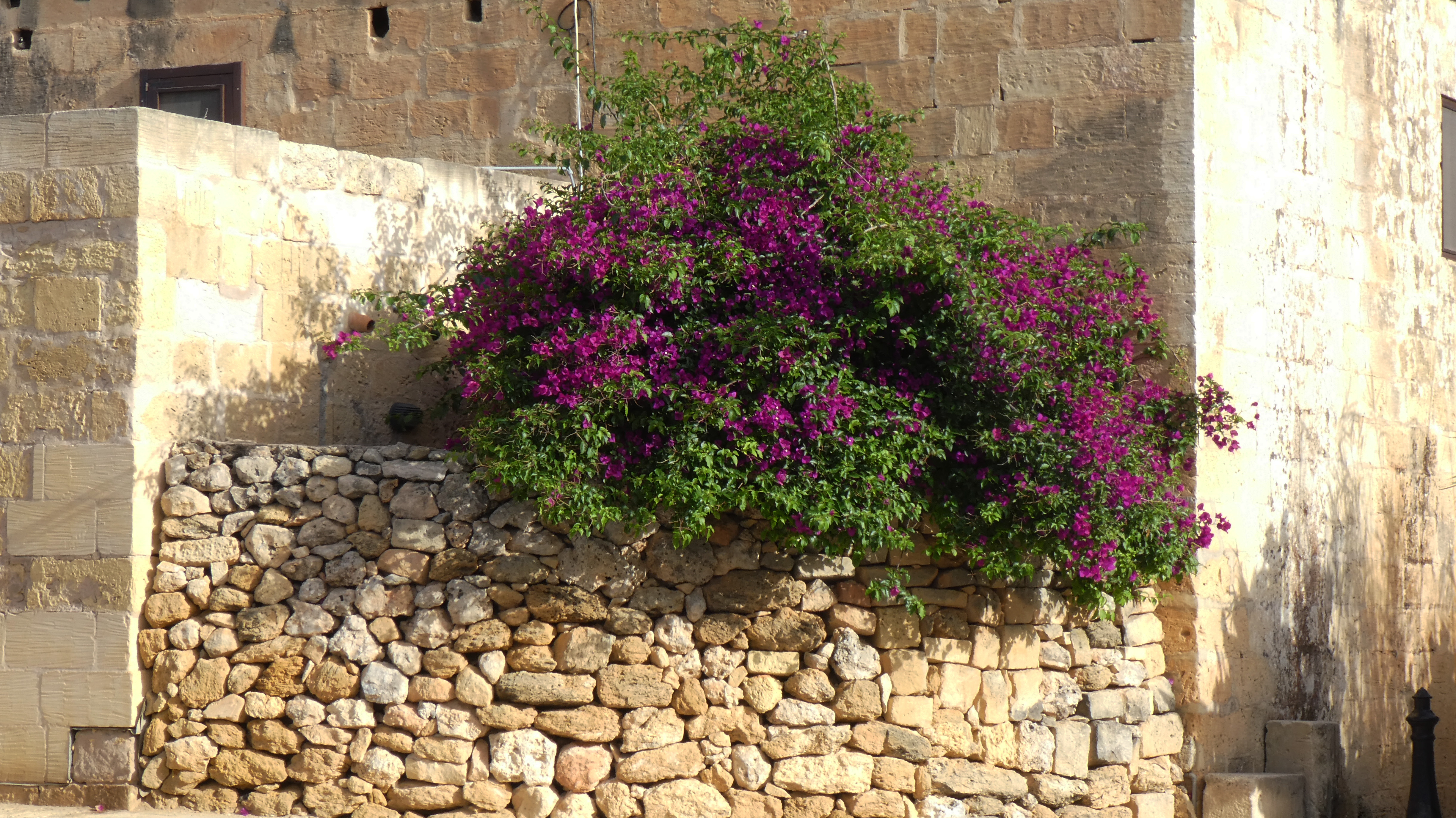 windmill rear flowers.jpg