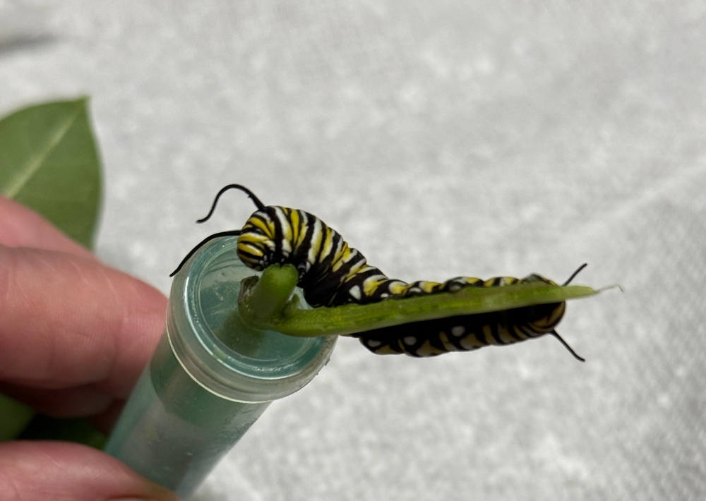 silverbloggers-monarch-butterfly-8.jpg