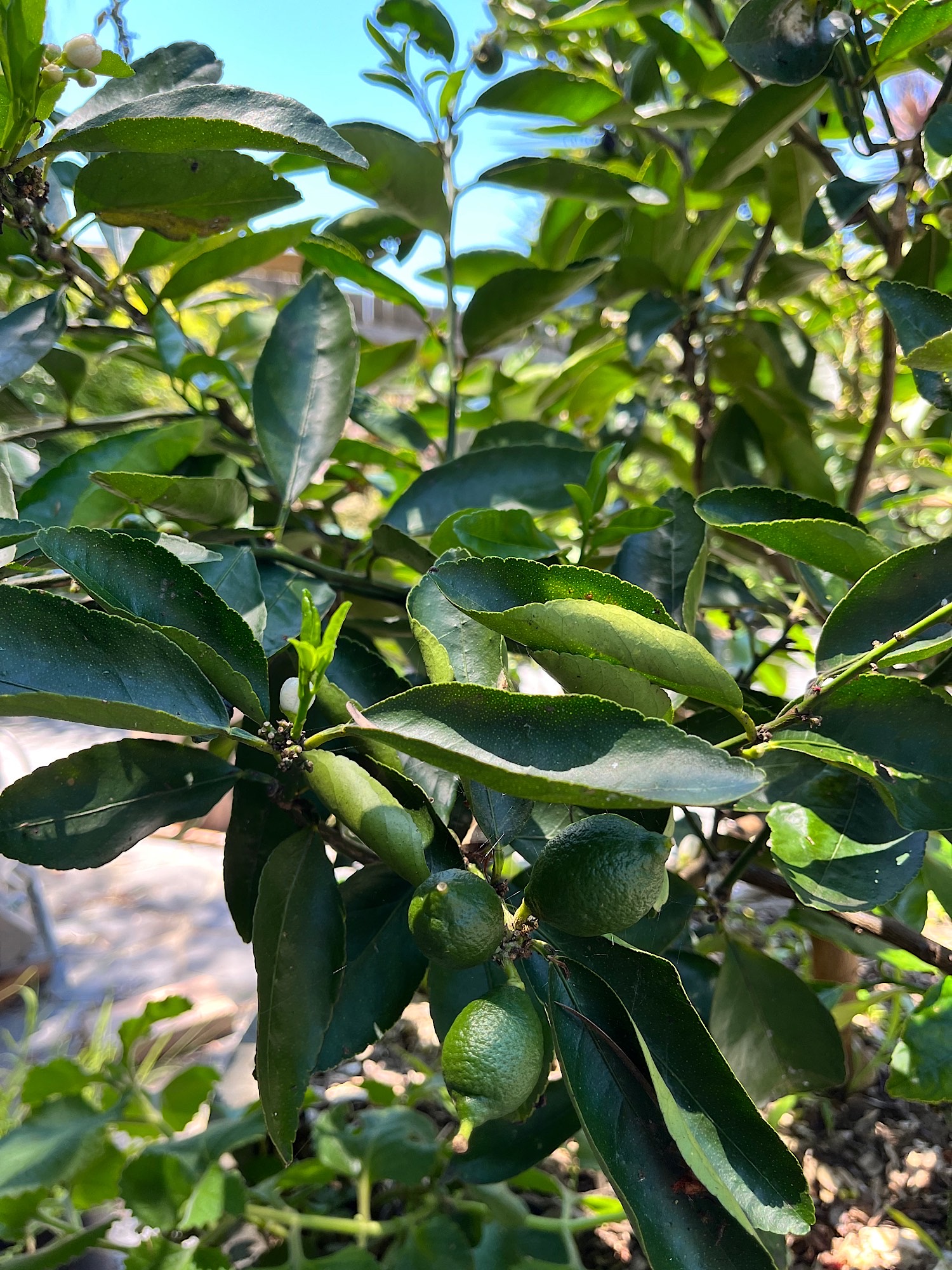 Tahitian Lime