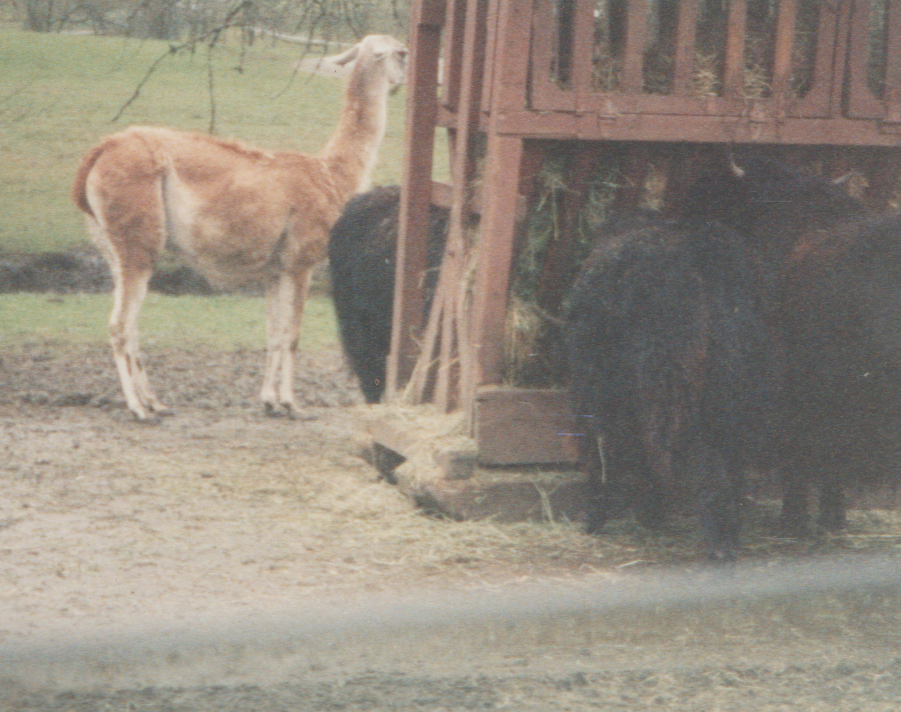 1992-12-26 - Saturday - Wildlife Safari Trip, Marilyn, Crystal-11.png