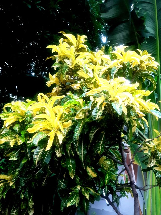 Croton plants flower 3.jpg