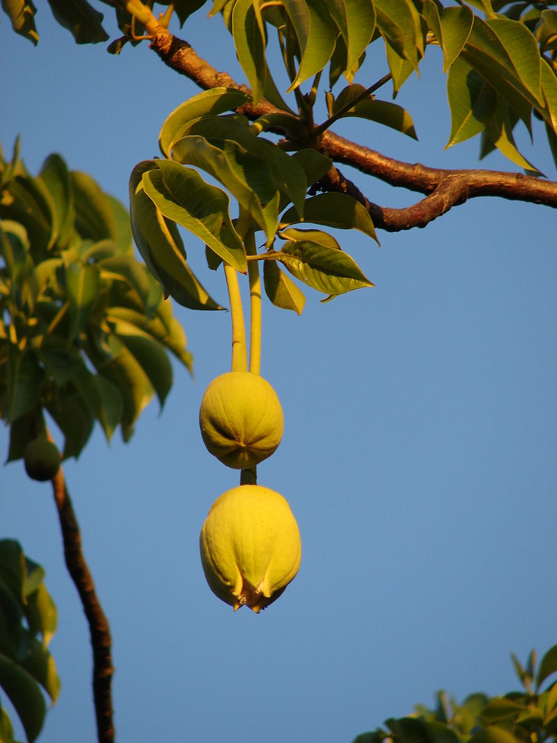 800px-Starr_070727-7661_Adansonia_digitata.jpg