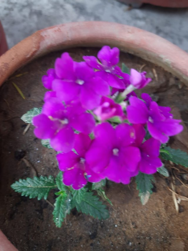 Pink Vervain flower 5.jpg