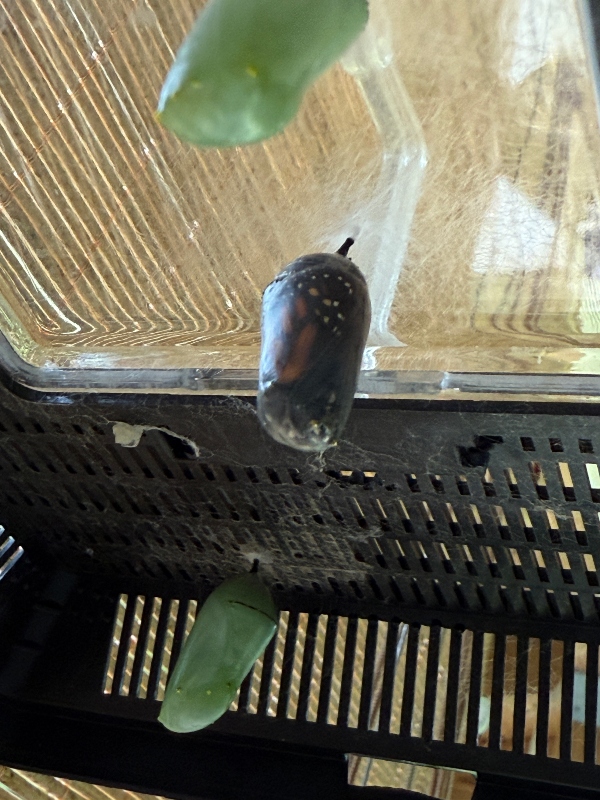 silverbloggers-monarch-butterfly-.jpg