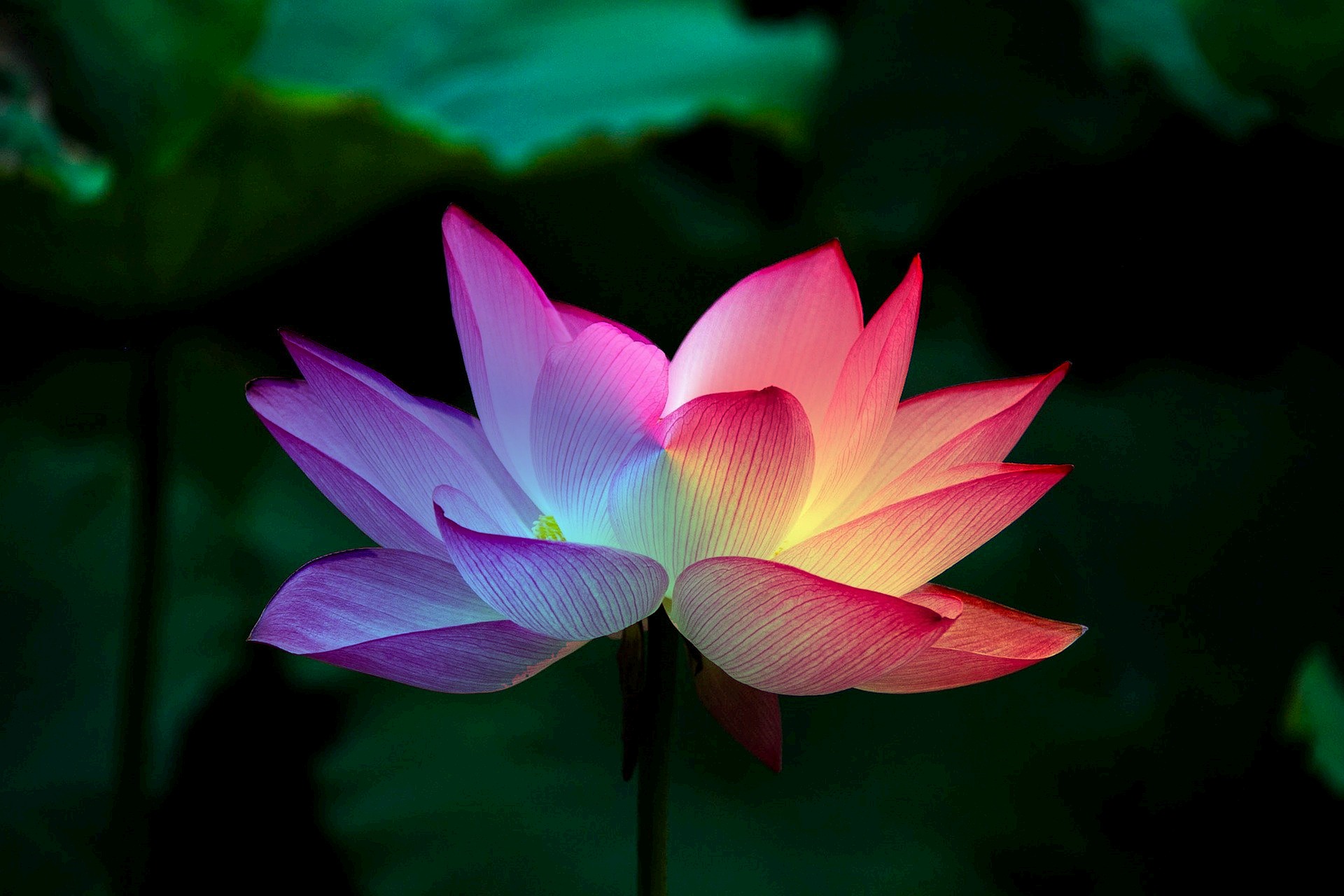 lotus-flower-5151674_1920.jpg