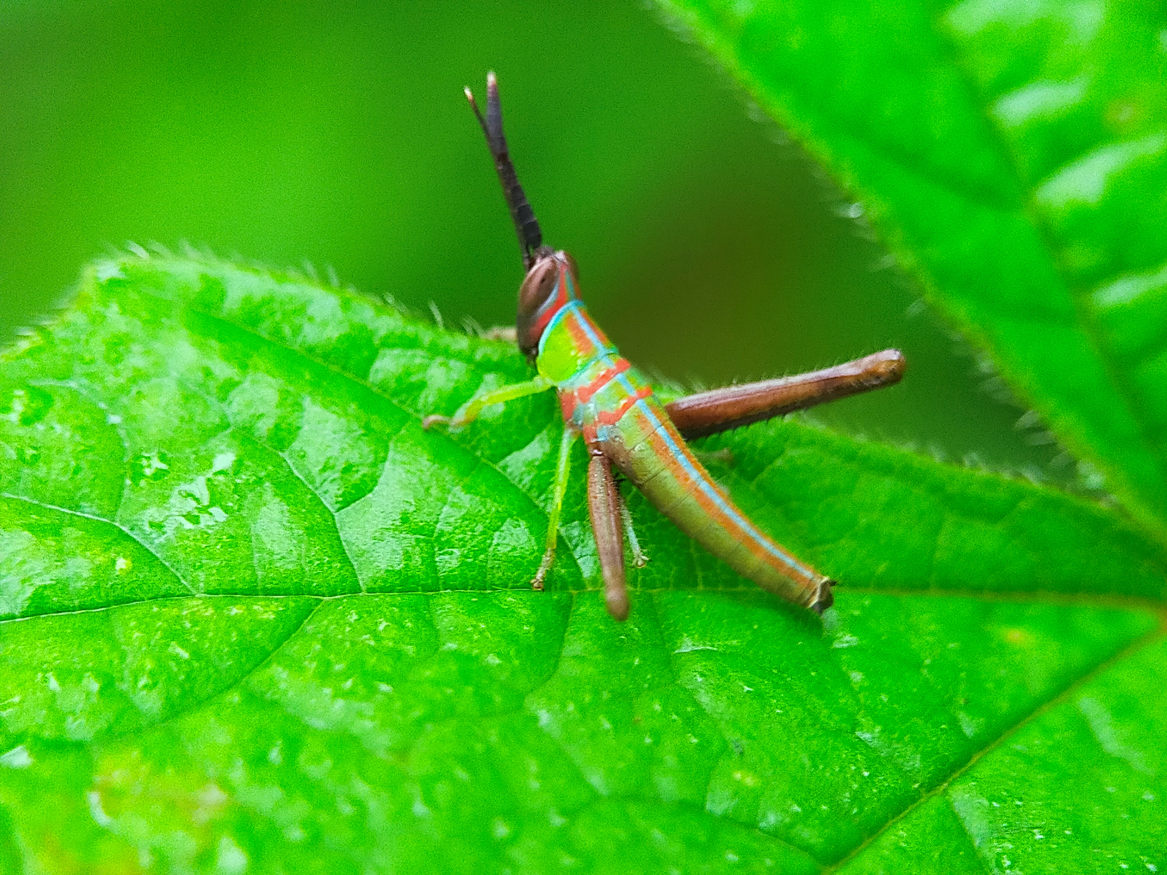 Grasshopper Color (29).jpg