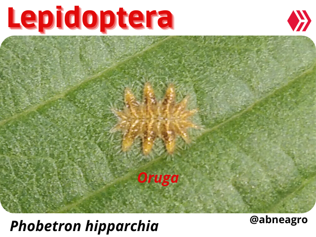 Automeris cf. jucunda (4).png