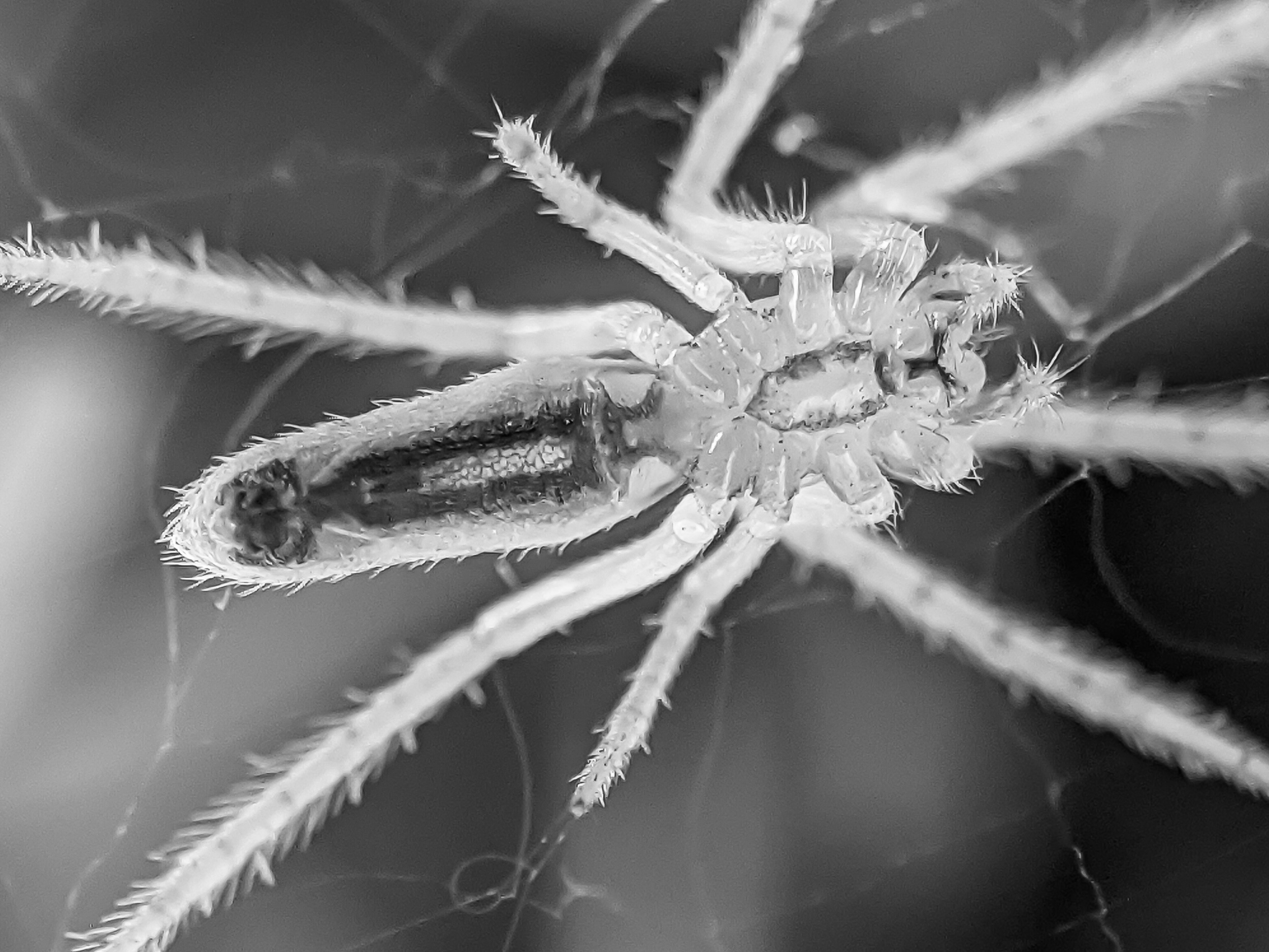 spider (11).jpg
