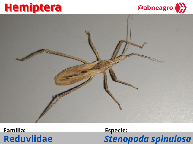 Automeris cf. jucunda (3).png