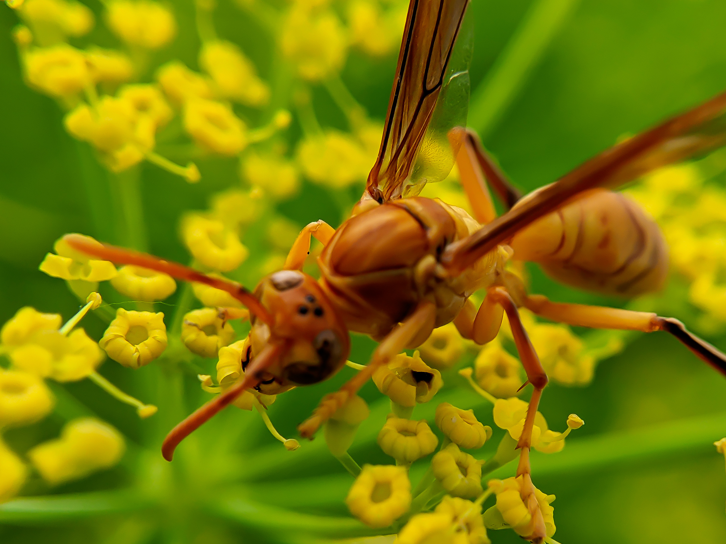 Yellow Wasp (3).jpg