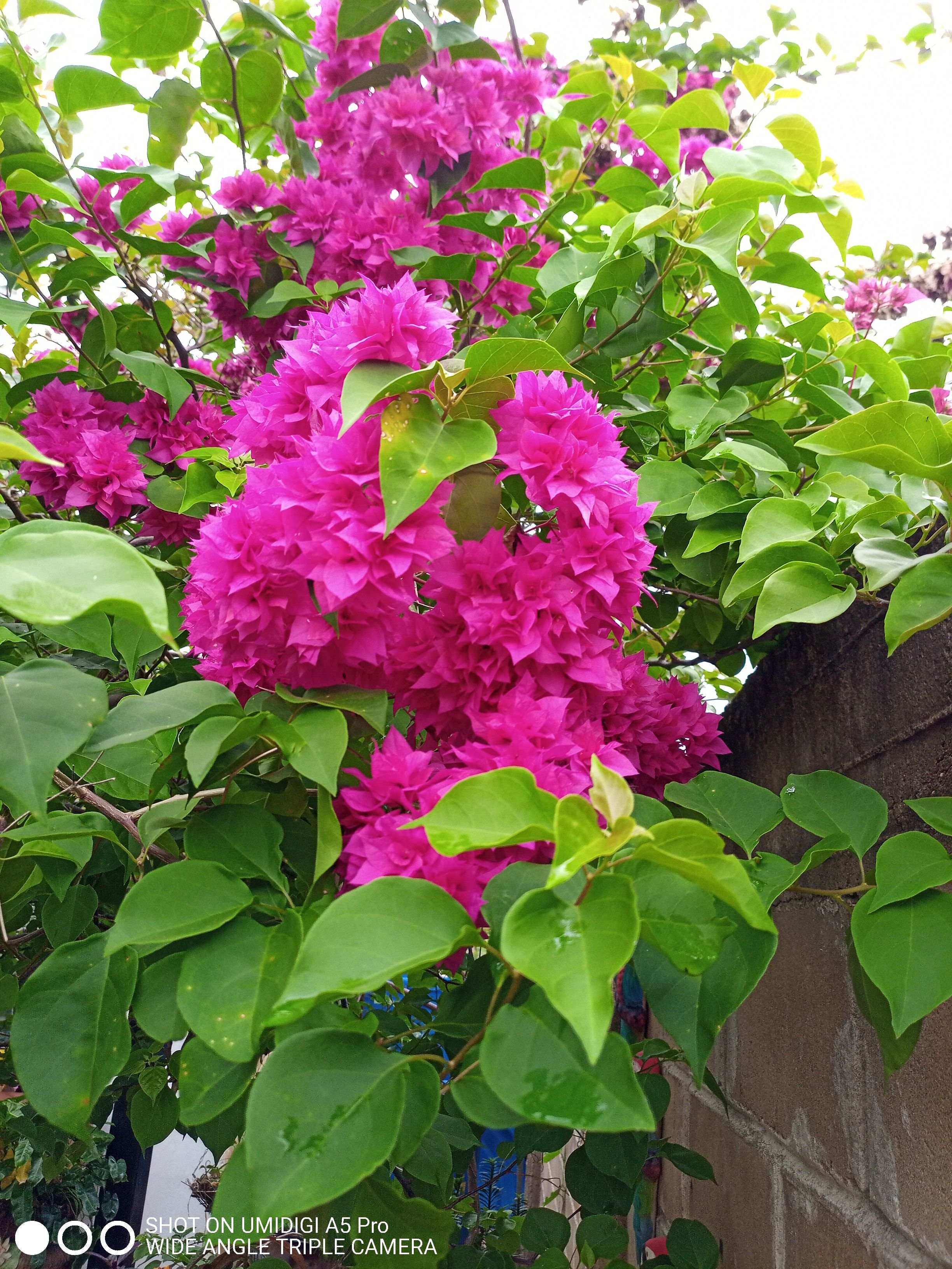 ESP-ENG FOTOGRAFIANDO LA FLOR TRINITARIA BOUGAINVILLEA SPECTABILIS ...