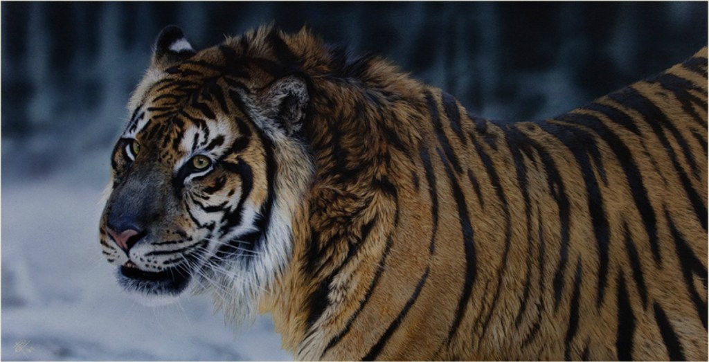 tigre de Amoy.jpg