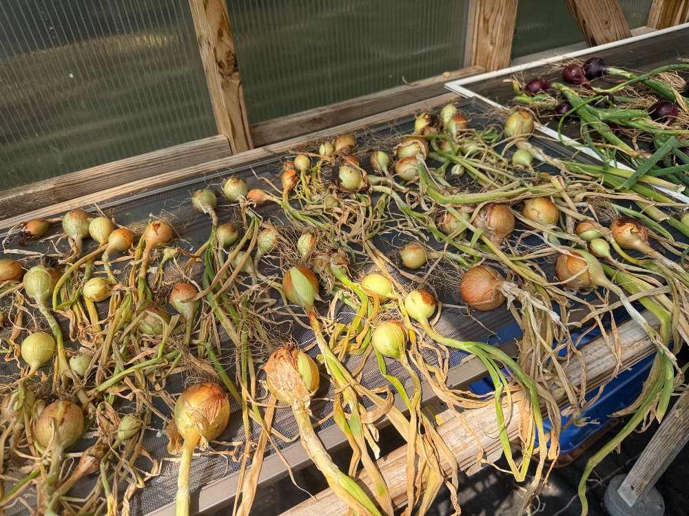 onions.jpg