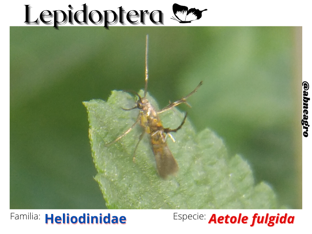 Lepidoptera(1).png
