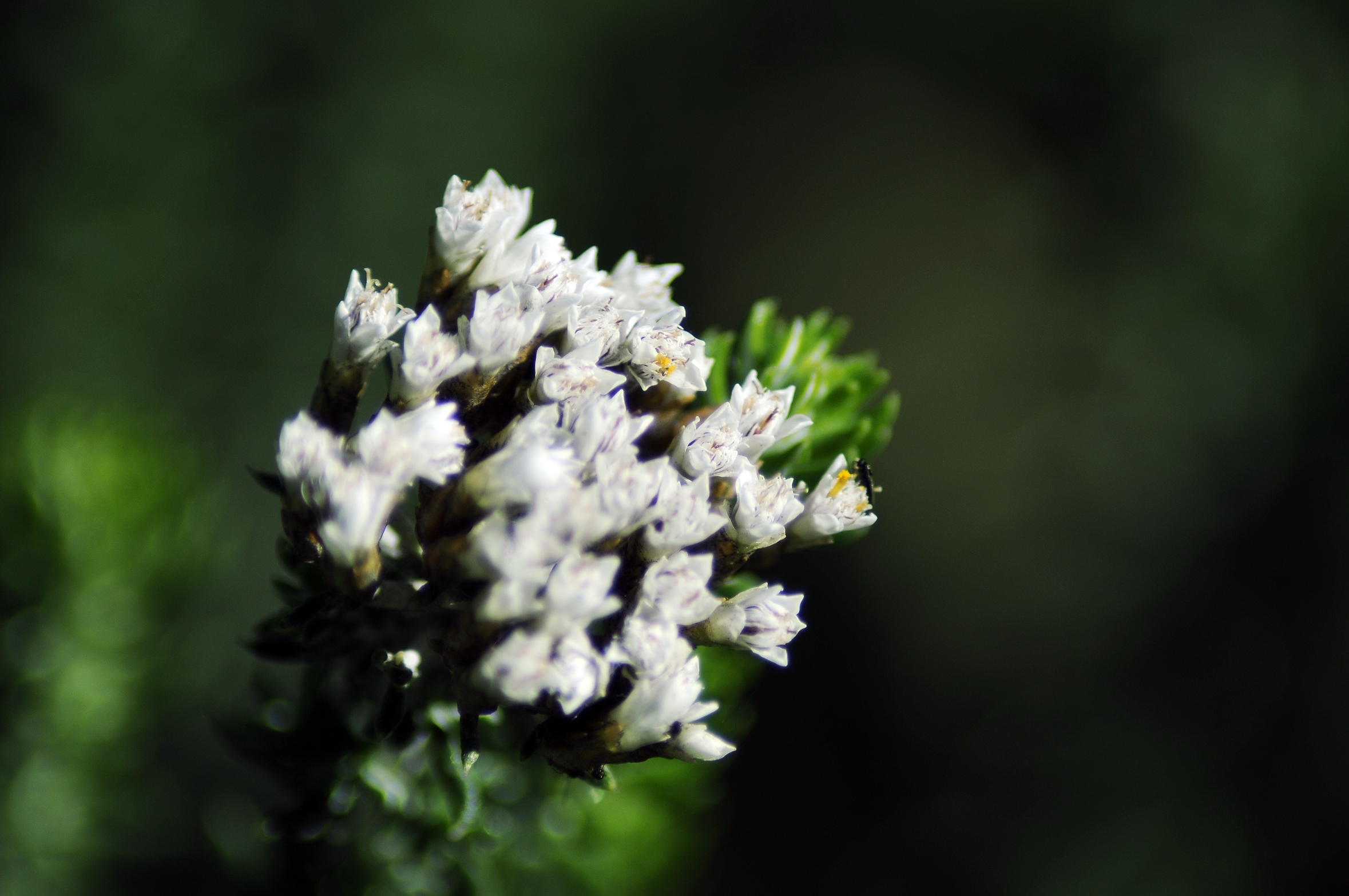 _DSC3414.JPG