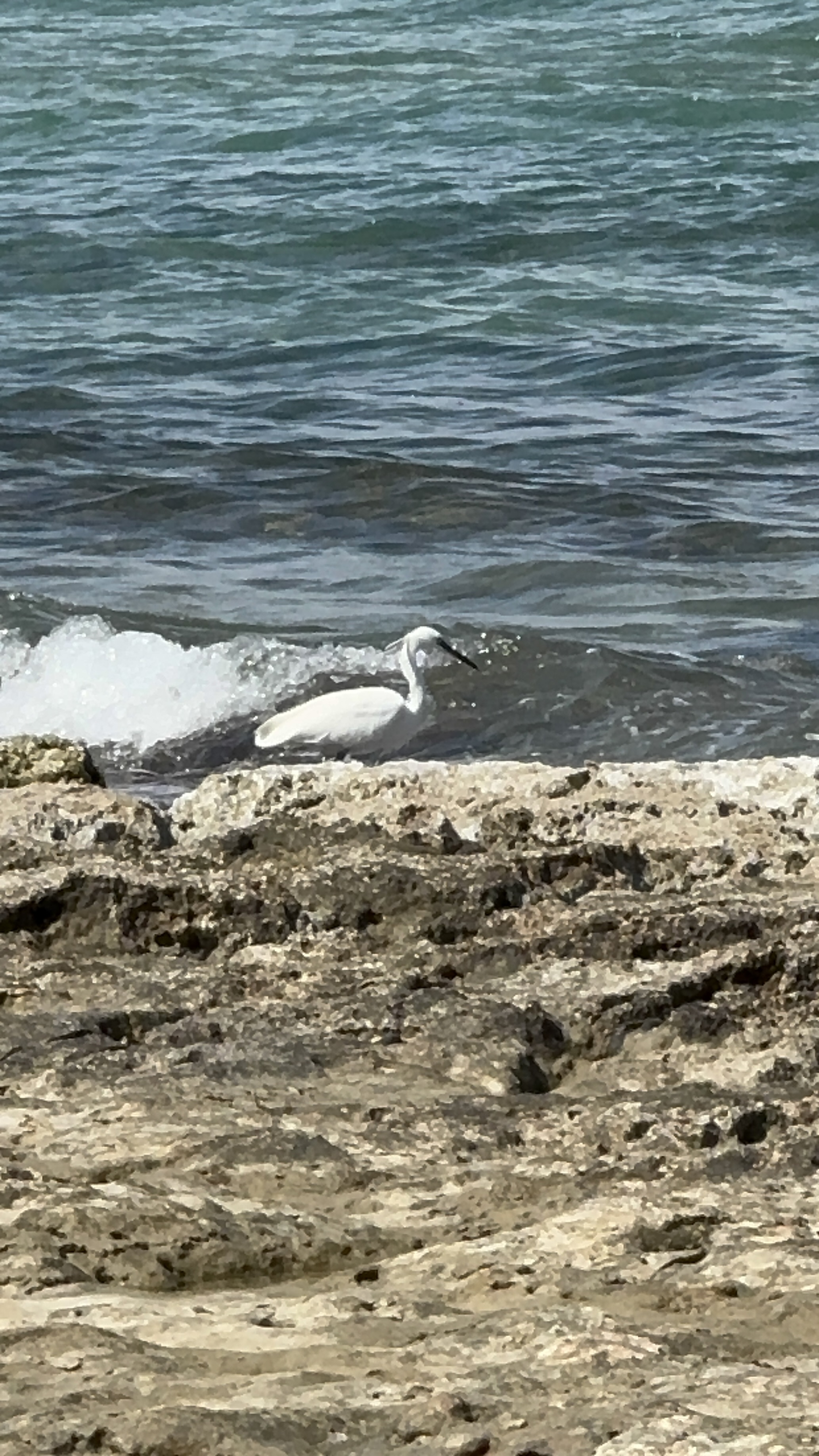 IMG_4955.jpeg