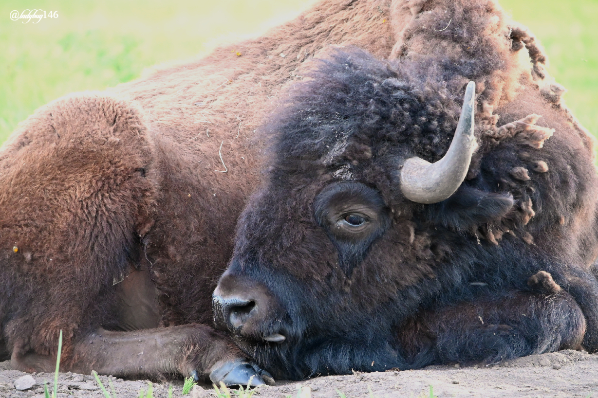 bison (35).jpg