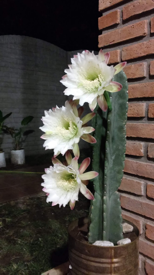 06.-Cactus-San-Pedro-7.png