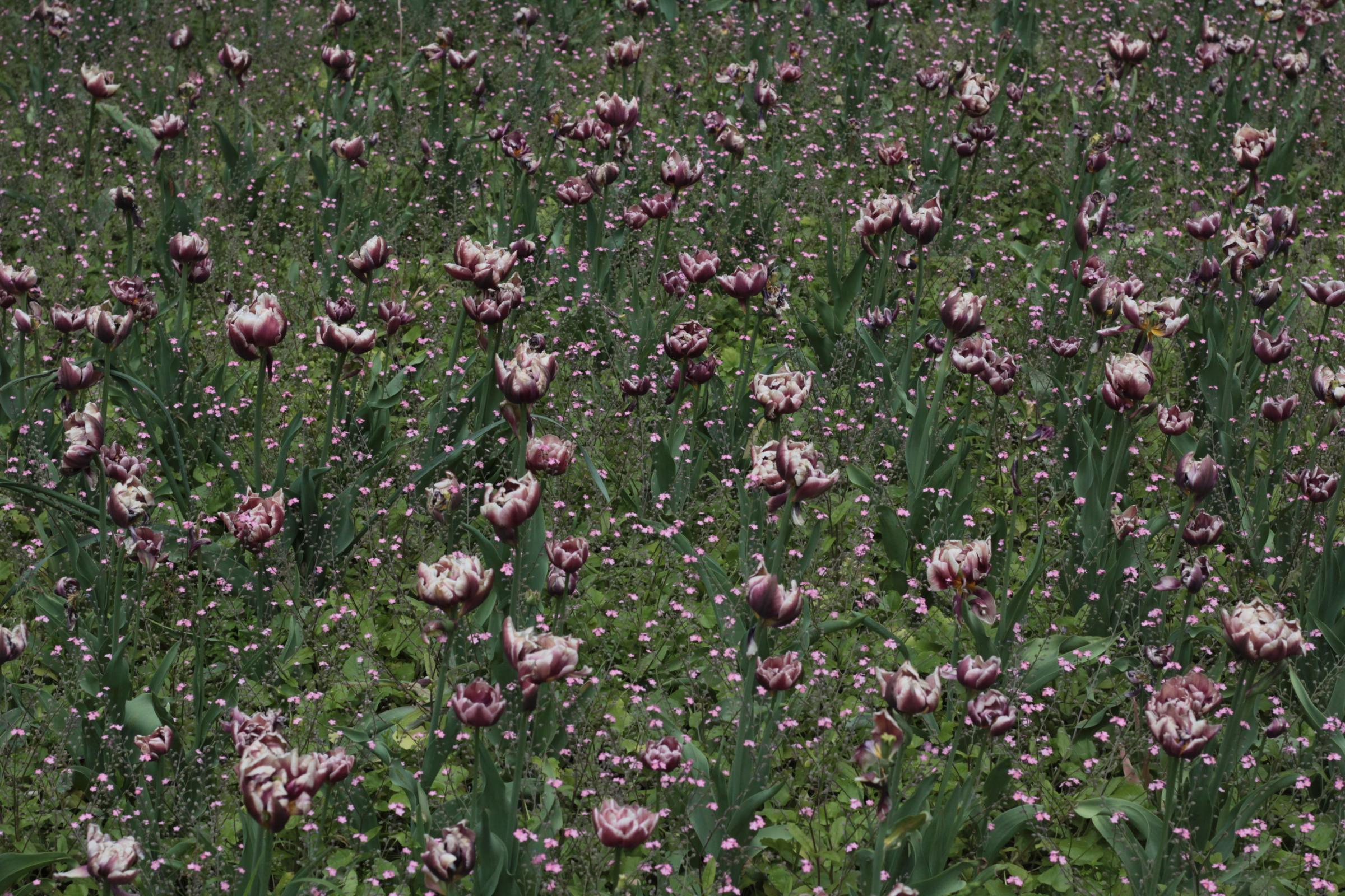 IMG_7214-crop.JPG