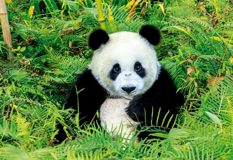 Panda-bear-1.jpg