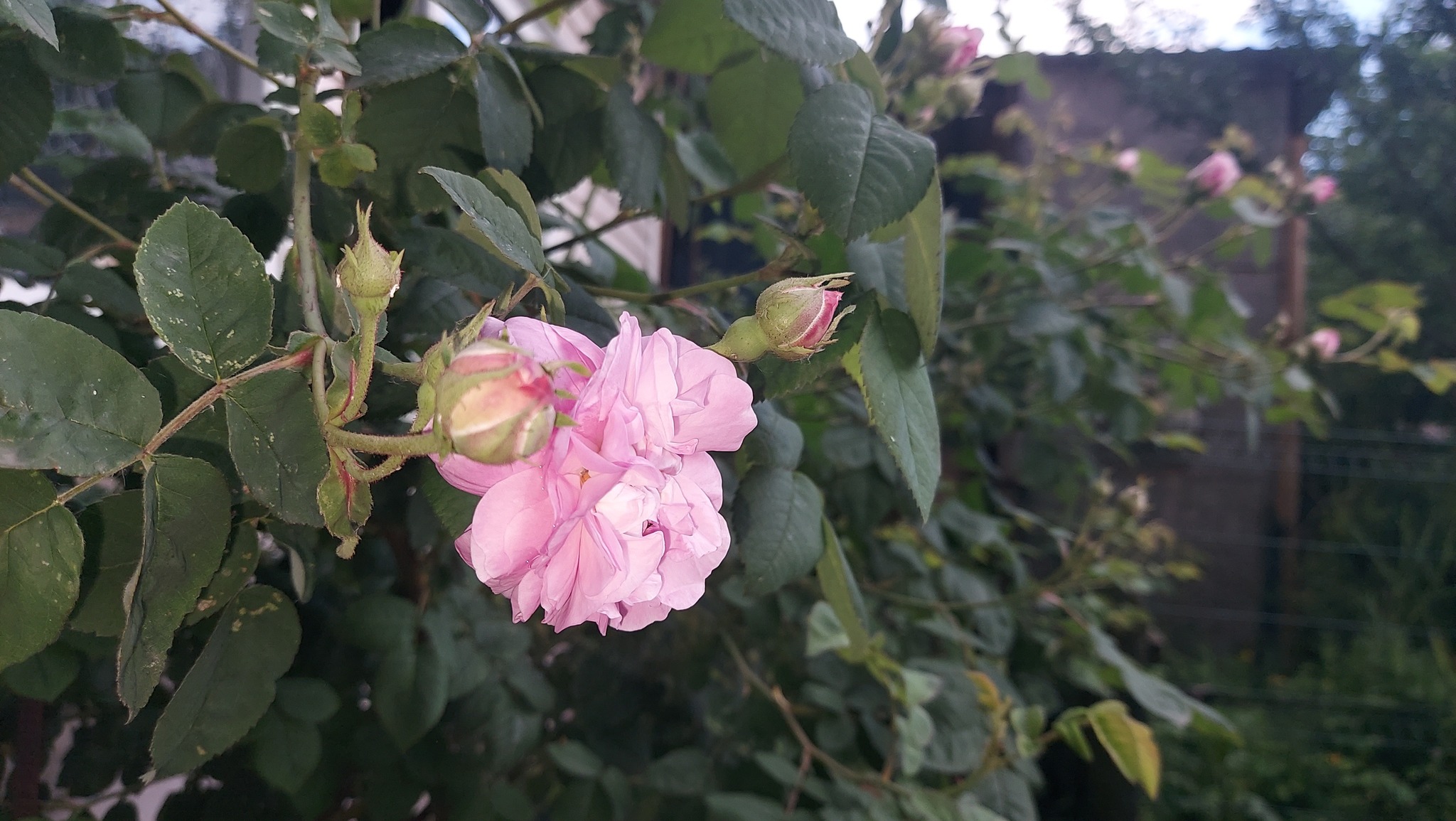 IMG_9707.jpeg