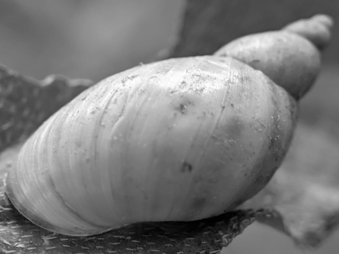 B&W snail (11).jpeg