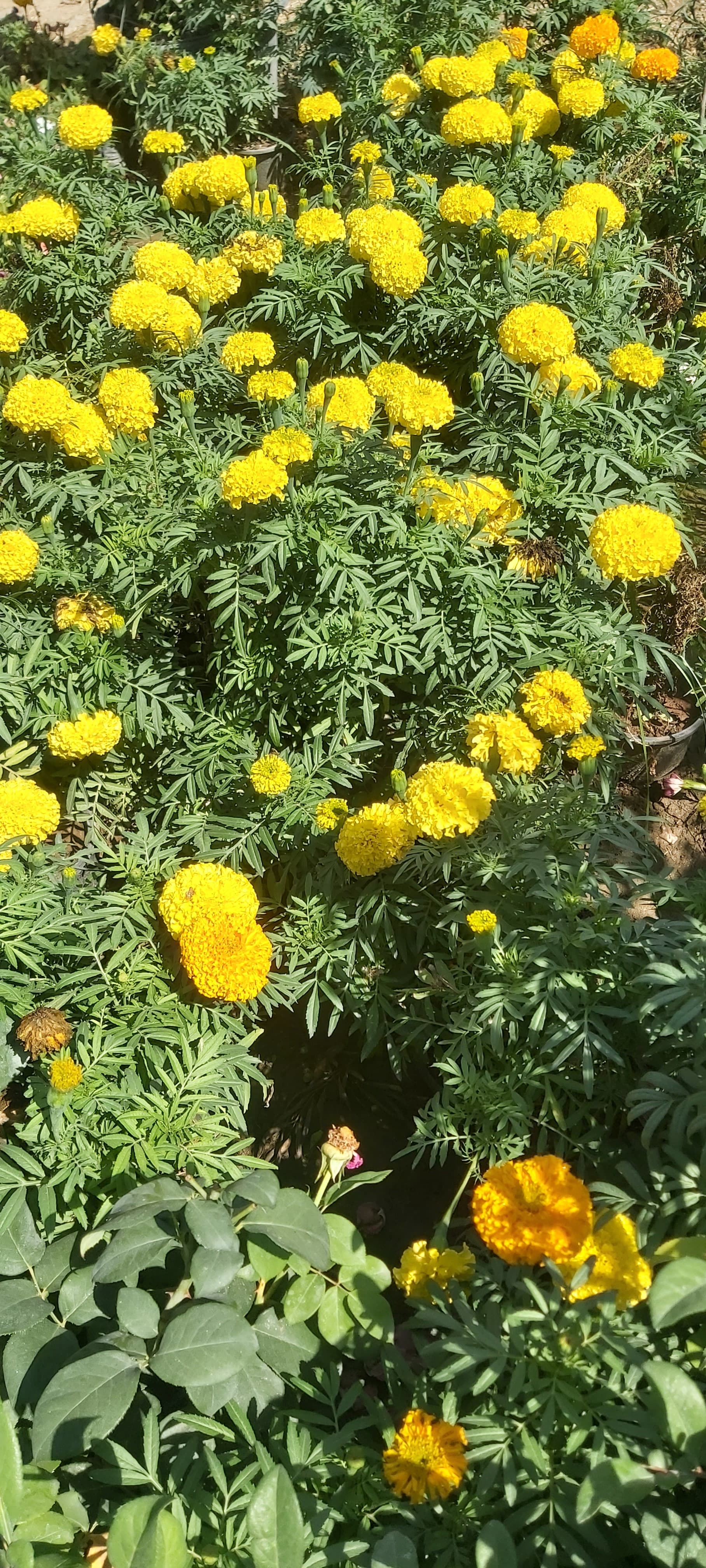 nursery nature (10).jpg