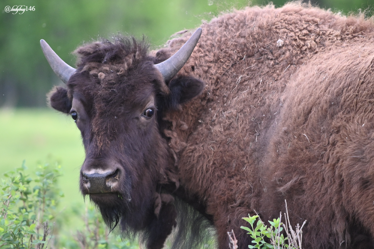 bison (14).jpg
