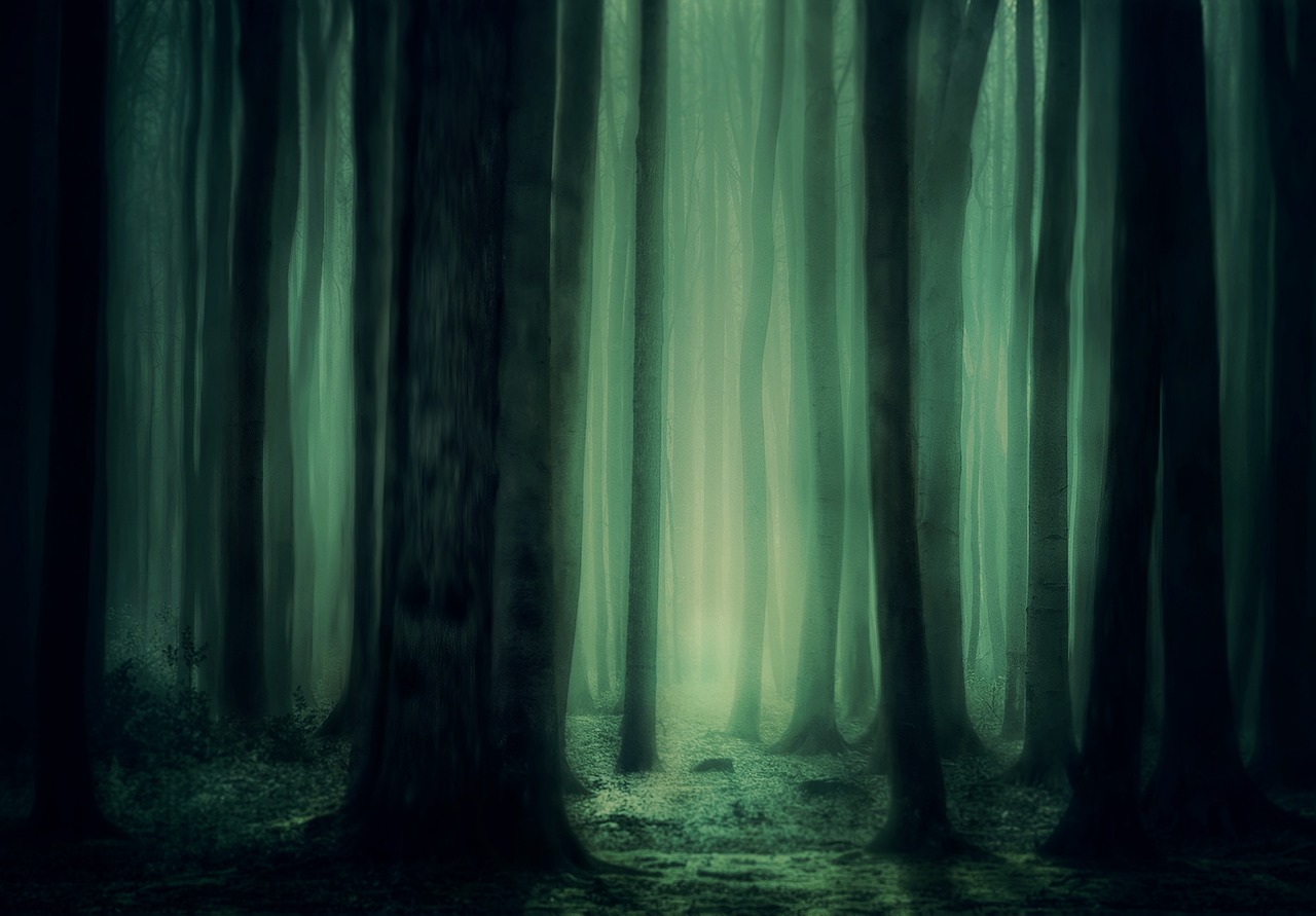forest-gefcc413e8_1280.jpg