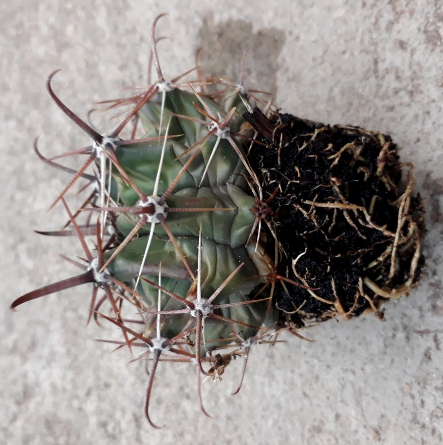 ferocactus2.jpg