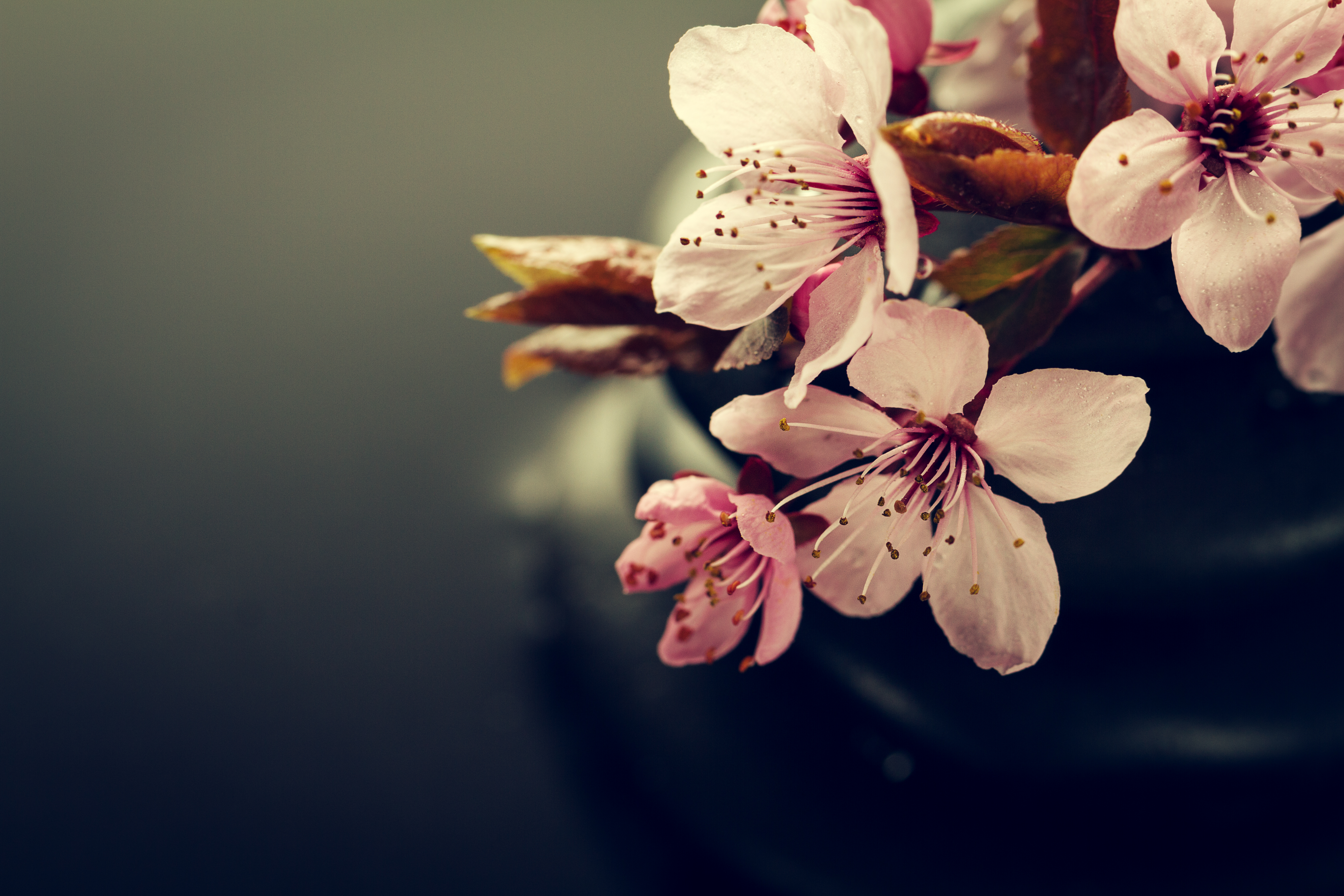 beautiful-pink-spa-flowers-spa-hot-stones-water-wet-background-side-composition-copy-space-spa-concept-dark-background.jpg