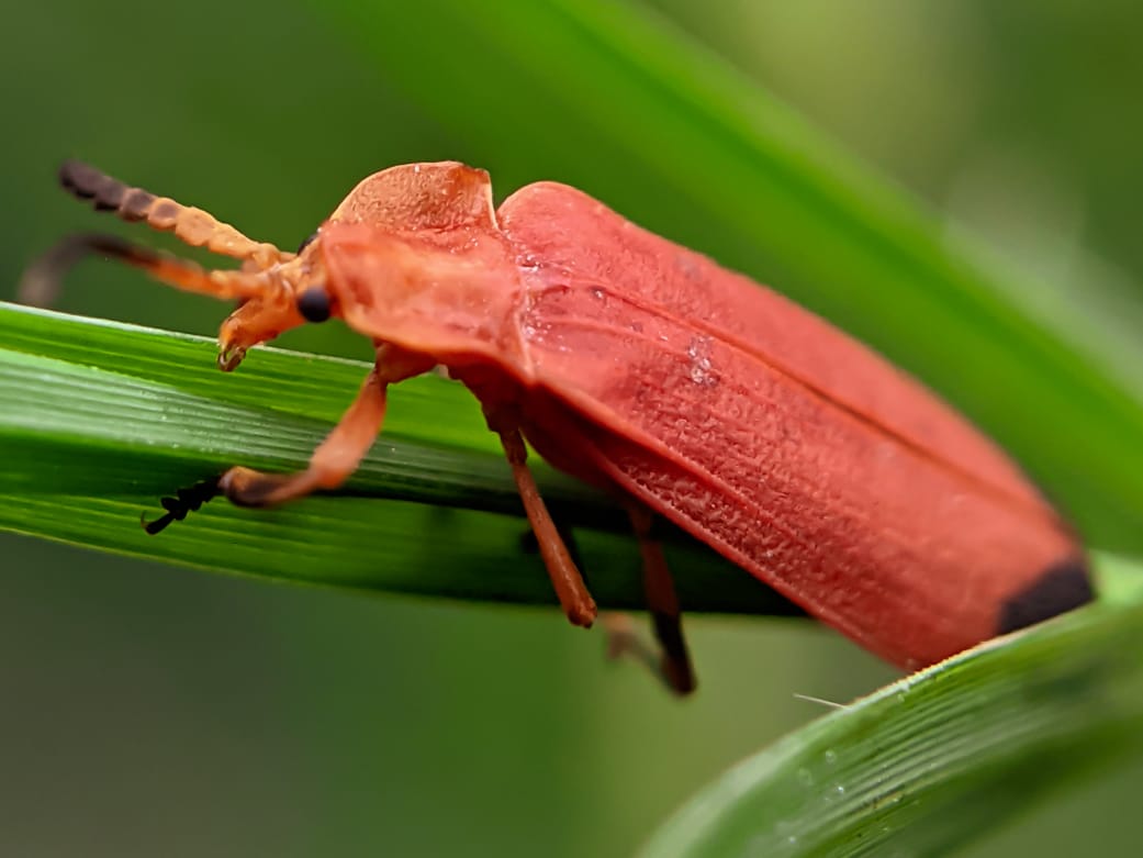 net winged beetle (4).jpeg
