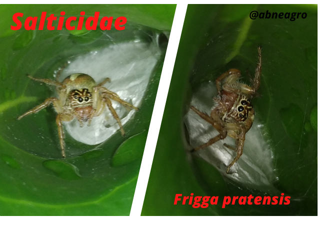 Salticidae(5).png