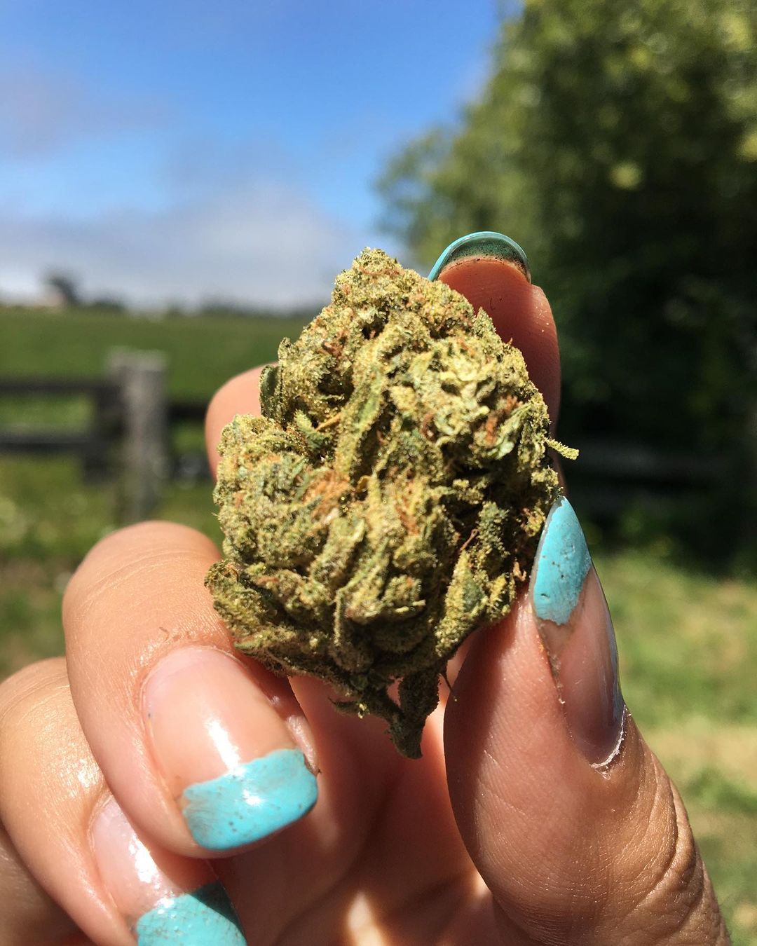 Nug.jpg