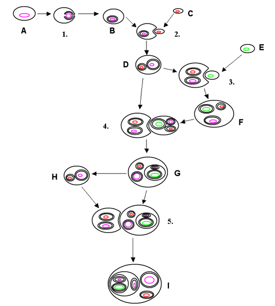 539px-Endosymbiosis.png