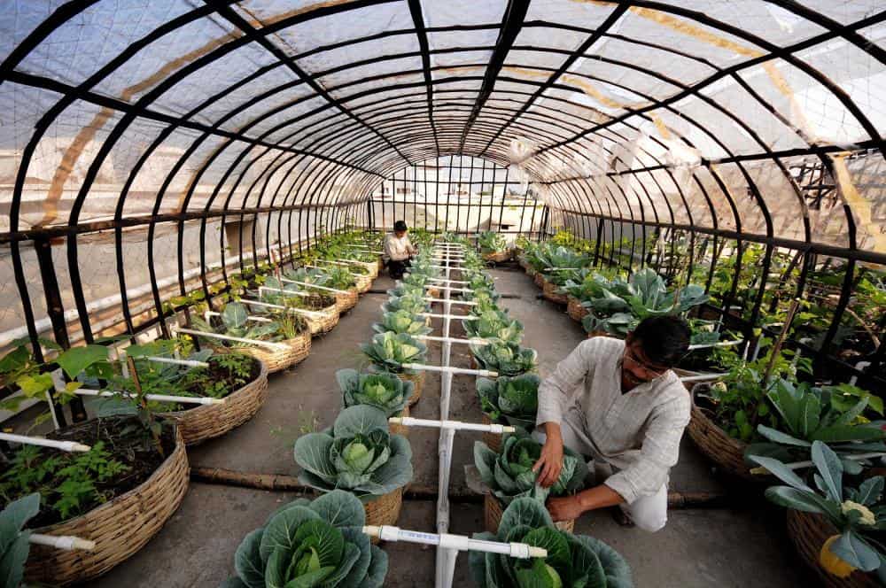 das_sudipto_rooftop_organic_farming_02_s.jpg
