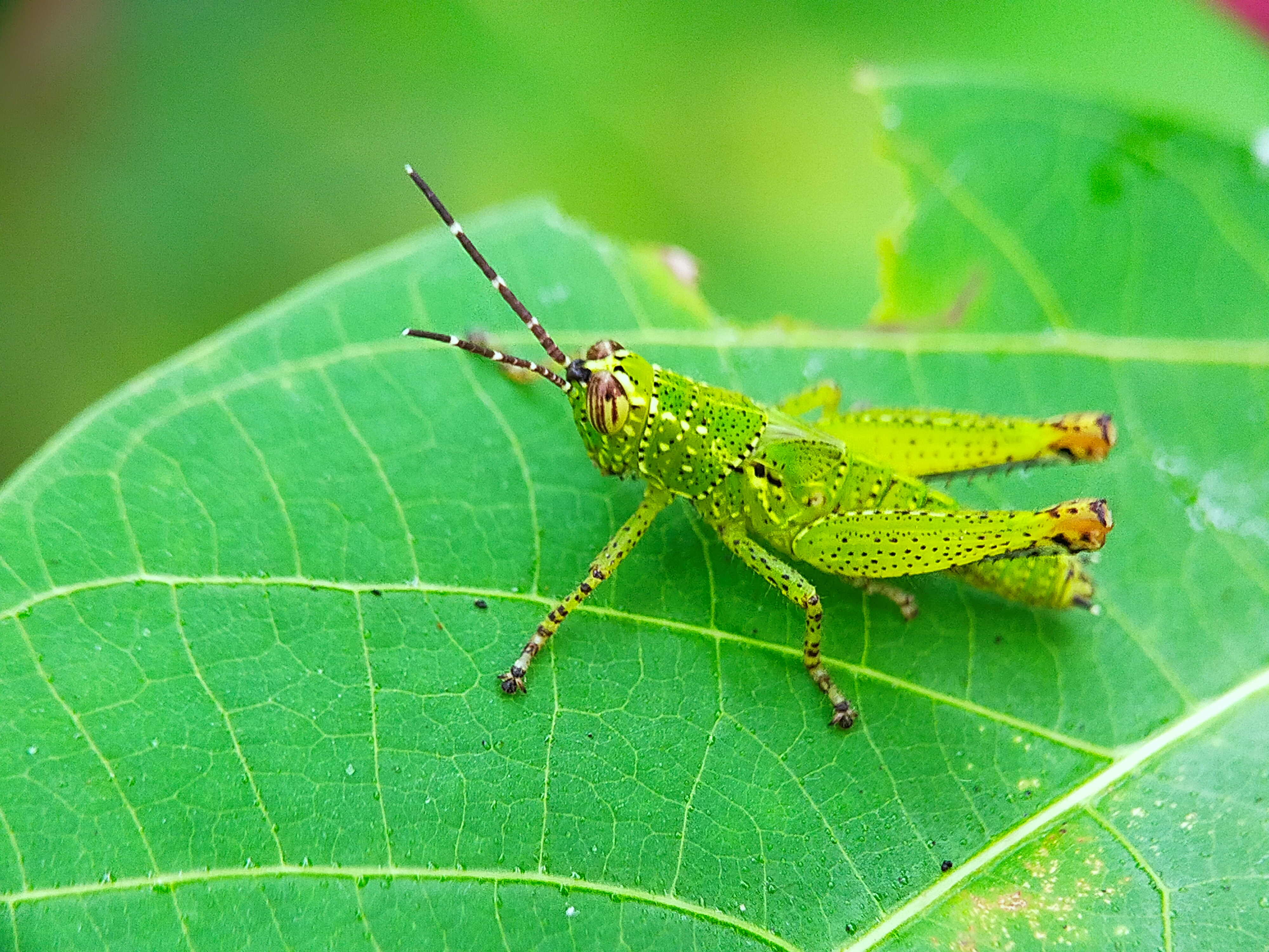 Rice Grasshopper (17).jpg