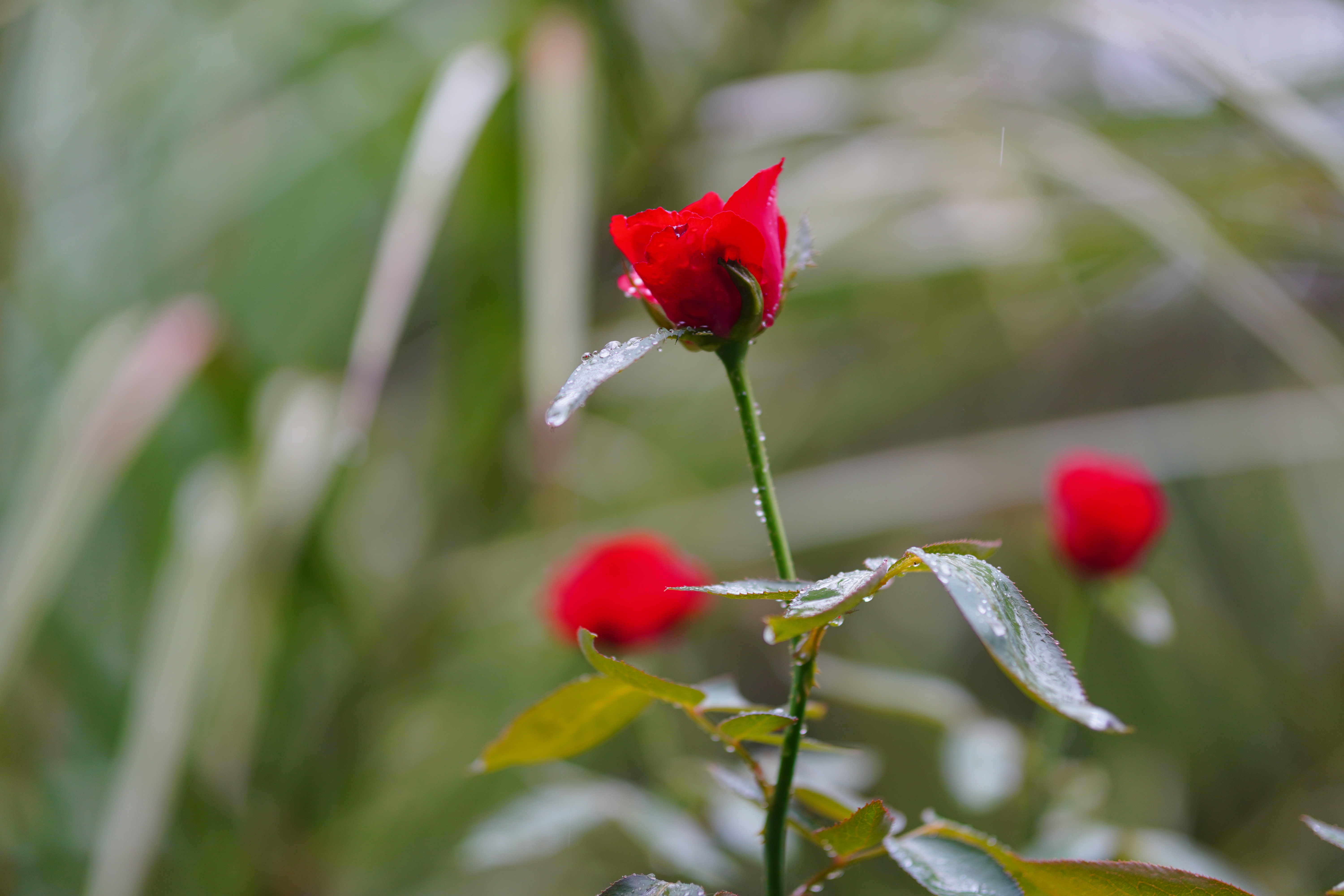 DSC03148.jpg